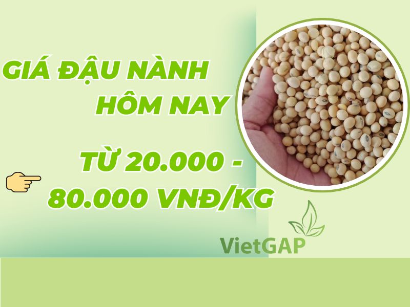 thac-mac-gia-dau-nanh-hom-nay