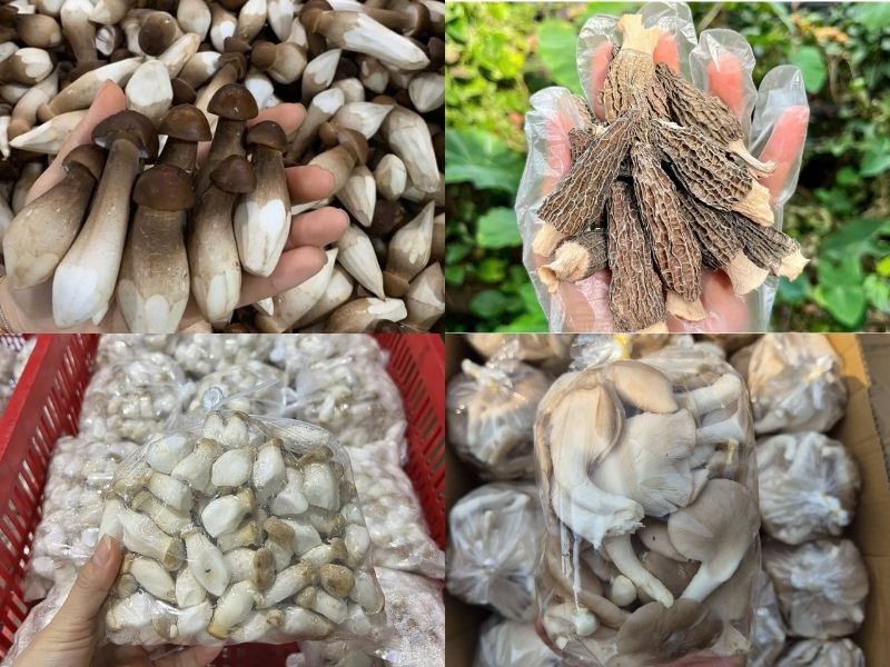 bat-mi-cu-cai-trang-ky-gi