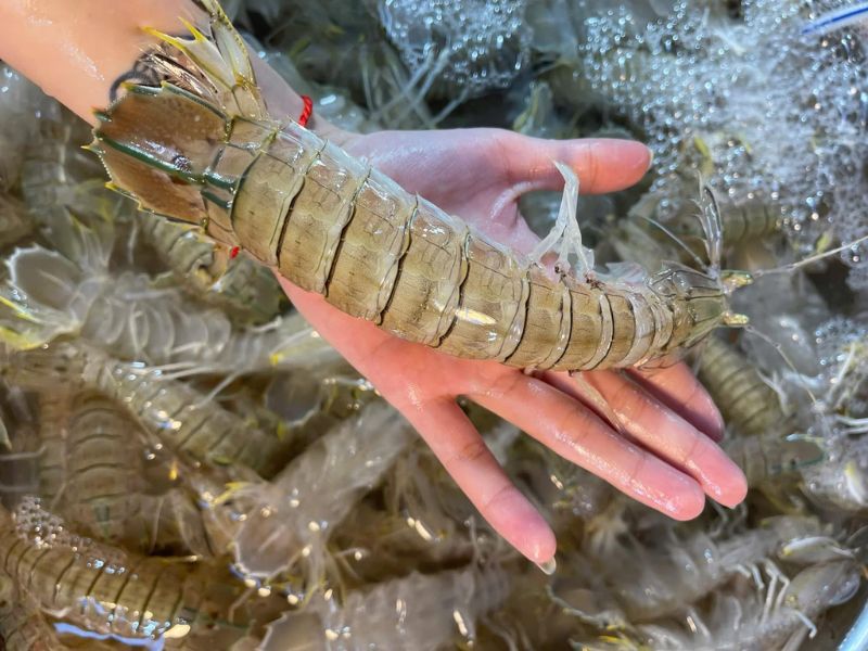 gia-be-be-hom-nay-bao-tien-1kg