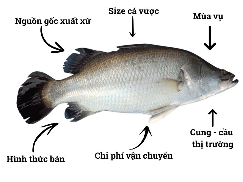 gia-ca-vuoc-hom-nay-bao-tien-1kg