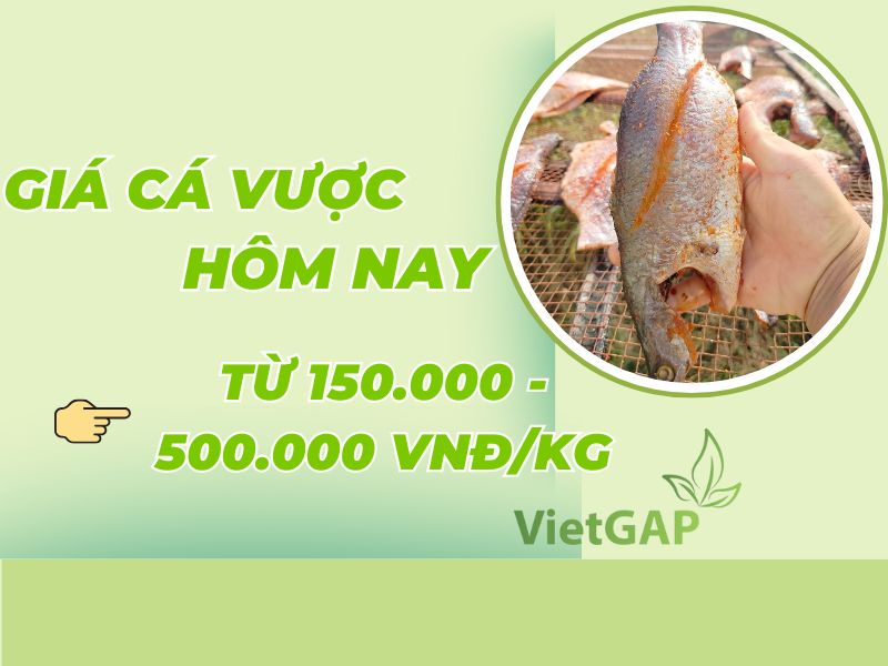 gia-ca-vuoc-hom-nay
