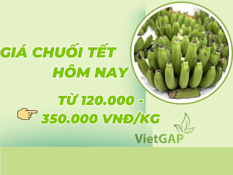 gia-chuoi-tet-2026-hom-nay-bao-tien