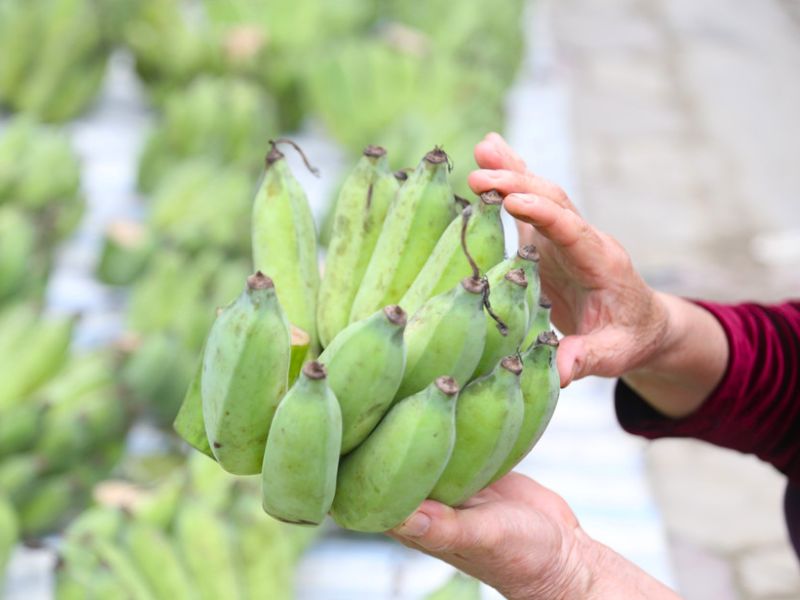 gia-chuoi-tet-2026-hom-nay