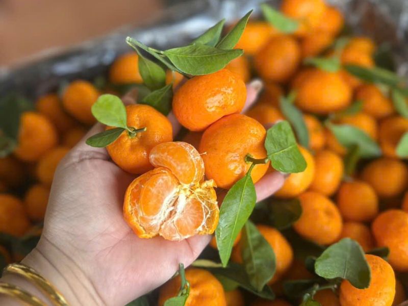 giai-dap-mua-quyt-thang-may-ngon-nhat