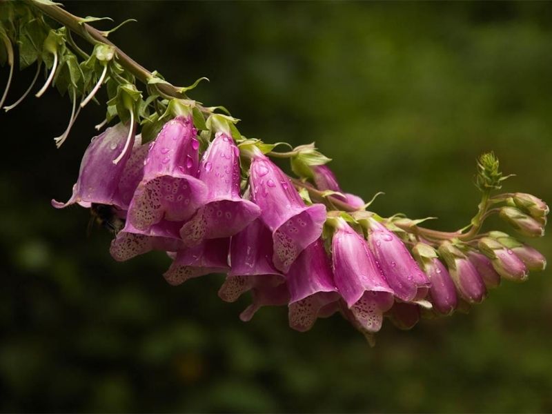 giai-dap-qua-oc-cho-ky-voi-gi