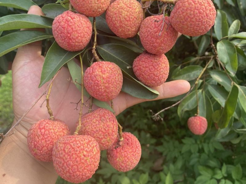 goc-bat-mi-cach-ngam-ruou-vai