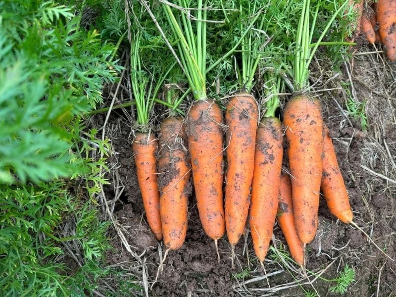 goc-bat-mi-cu-cai-trang-ky-gi