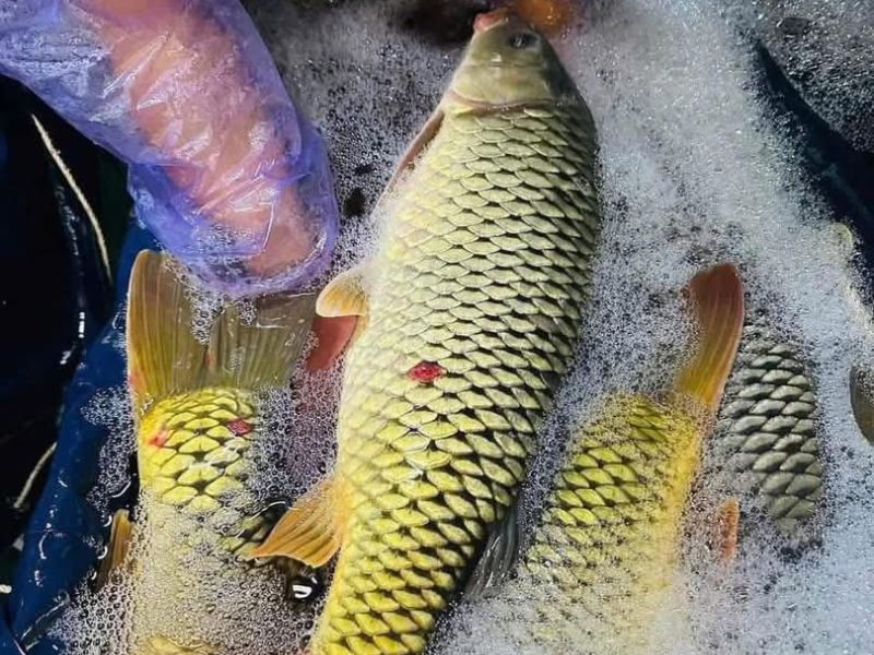 goc-bi-mat-ca-chua-ky-gi