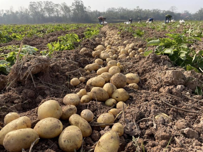 goc-thac-mac-ca-chua-ky-gi