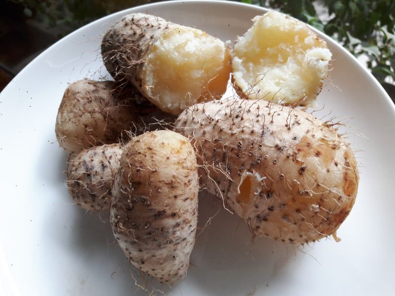 goc-thac-mac-cu-tu-bao-nhieu-calo