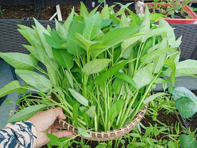 goc-thac-mac-khoai-tu-ky-voi-gi