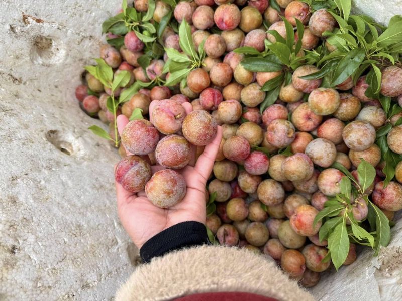 goc-thac-mac-mua-man-bac-vao-thang-may