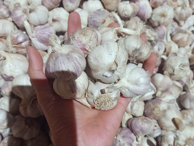 goc-thac-mac-thit-vit-ky-gi