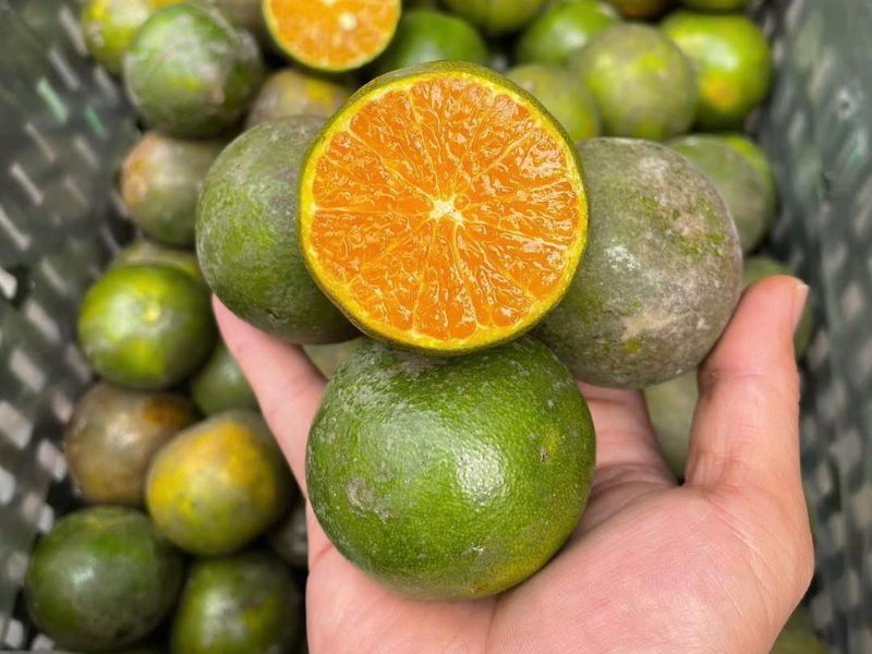 goc-tim-hieu-mua-quyt-thang-may-ngon-nhat