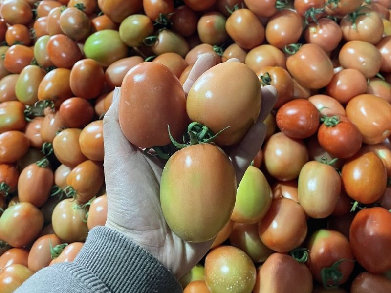 goc-xem-them-ca-chua-ky-gi