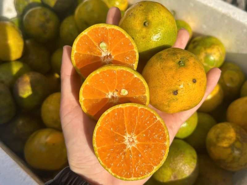 mua-quyt-thang-may-ngon-nhat