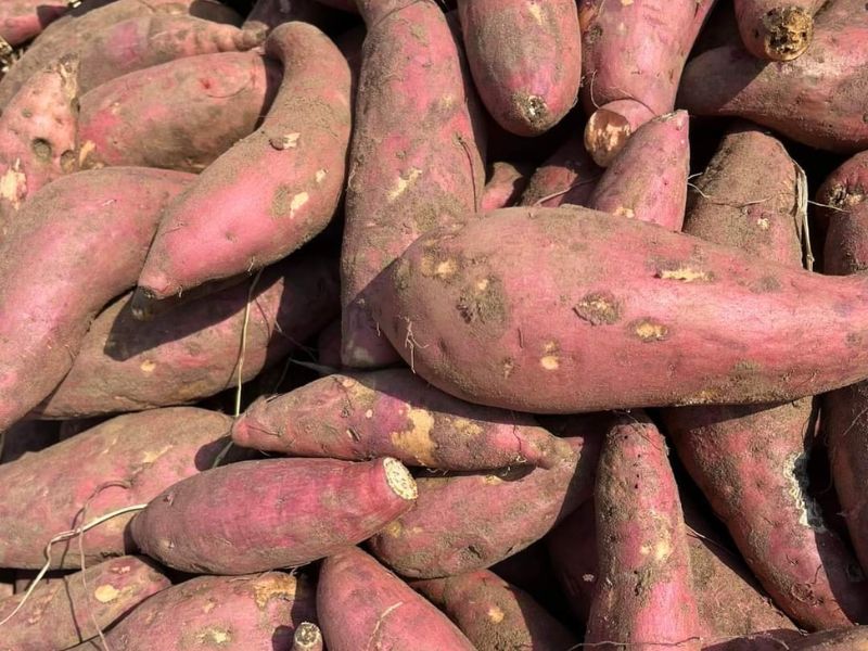 thac-mac-ca-chua-ky-gi