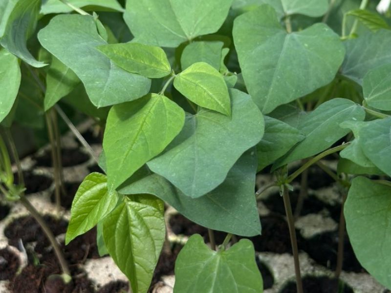 thac-mac-la-dau-rong-co-an-duoc-khong