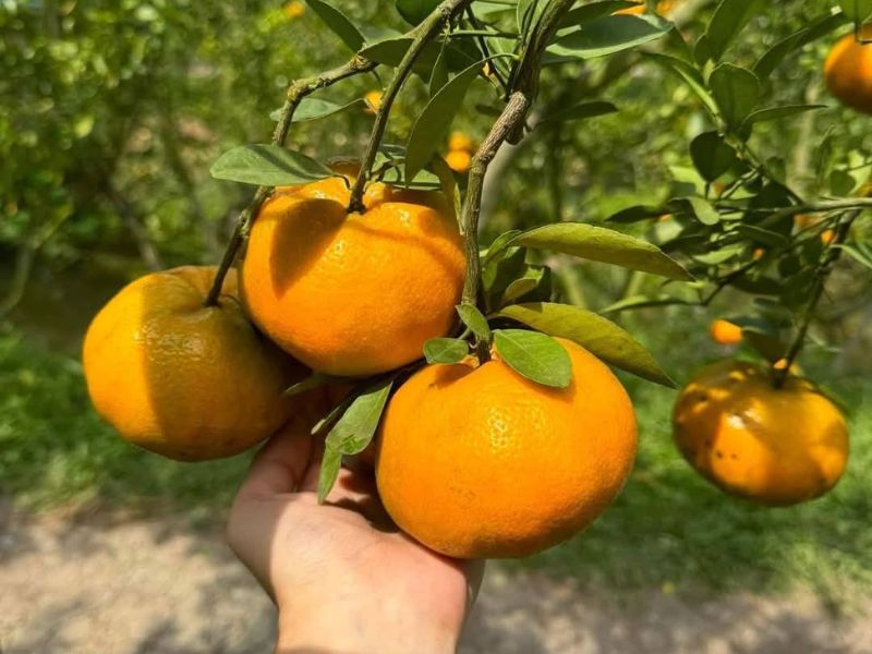 thac-mac-mua-quyt-thang-may-ngon-nhat