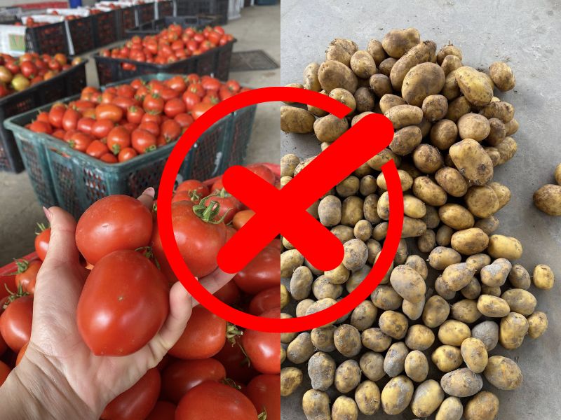 tim-hieu-ca-chua-ky-gi