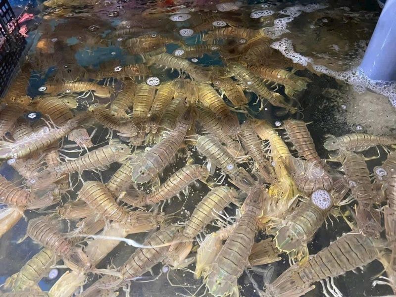 tim-hieu-gia-be-be-hom-nay-bao-tien-1kg