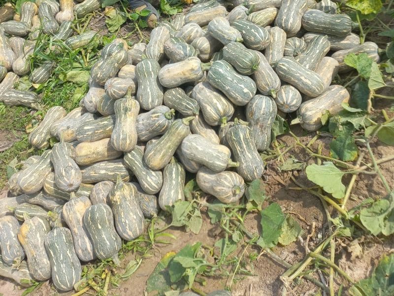 tim-hieu-khoai-lang-ky-voi-gi