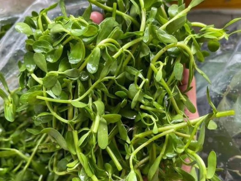 tim-hieu-khoai-tu-ky-voi-gi