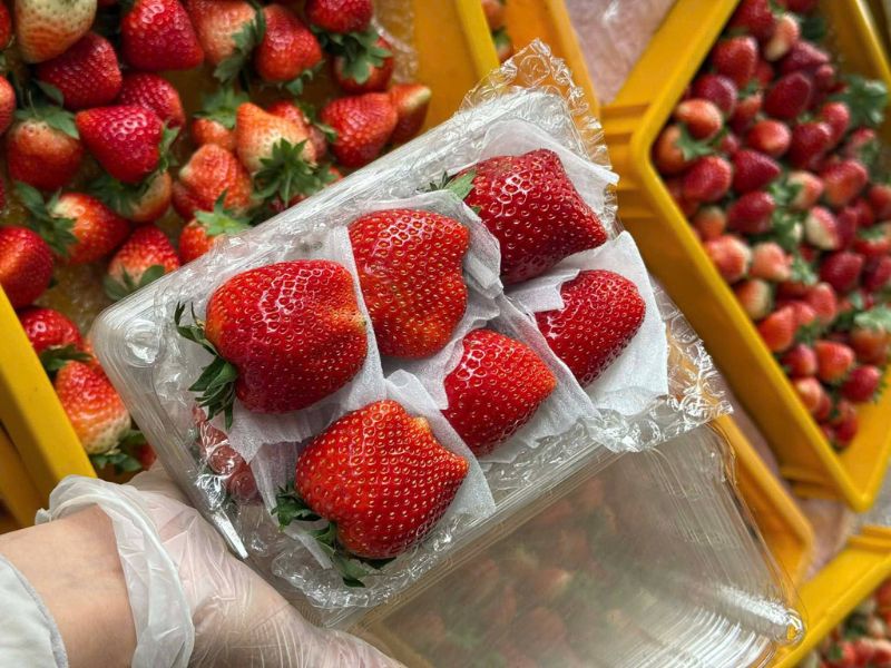 tim-hieu-mua-dau-tay-la-thang-may