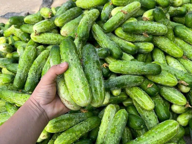 tim-hieu-rau-cai-ngot-ky-voi-gi