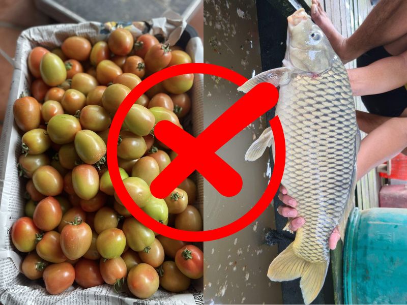 xem-them-ca-chua-ky-gi