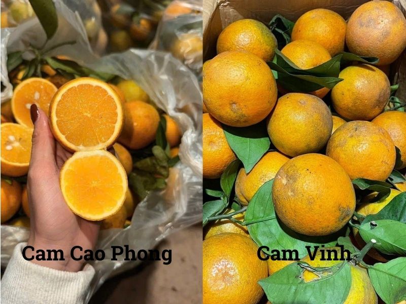 bi-mat-cam-cao-phong-va-cam-vinh-loai-nao-ngon
