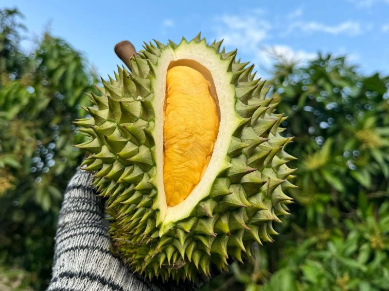 gia-sau-rieng-ri6-bao-nhieu-tien-hom-nay