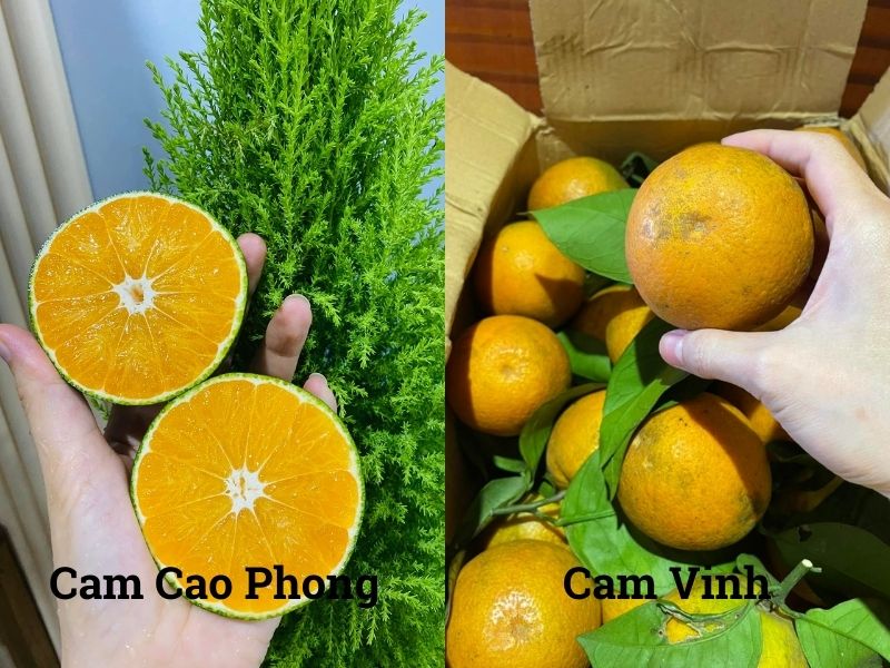 goc-bi-mat-cam-cao-phong-va-cam-vinh-loai-nao-ngon