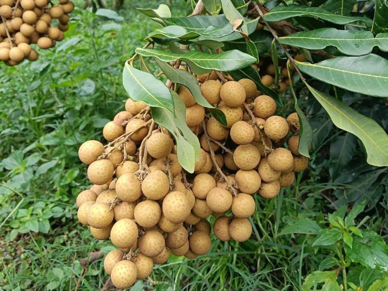 goc-bi-mat-mua-nhan-thang-may