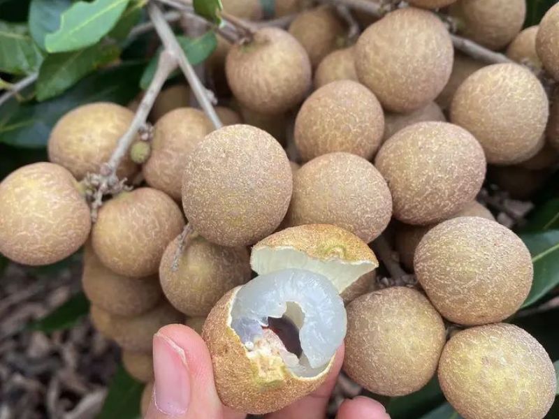 goc-thac-mac-mua-nhan-thang-may