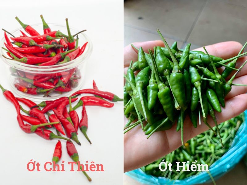 goc-thac-mac-ot-chi-thien-va-ot-hiem-giong-nhau-khong