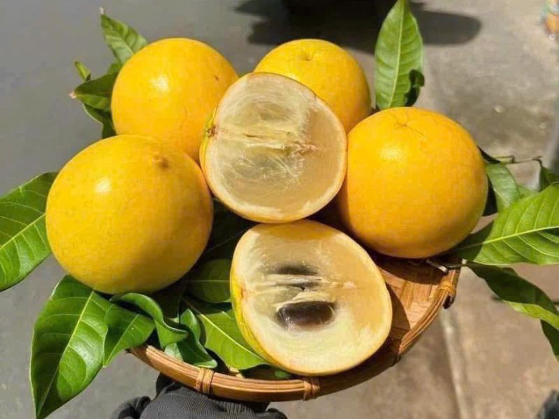 goc-tim-hieu-cac-loai-vu-sua-ngon-nhat-hien-nay