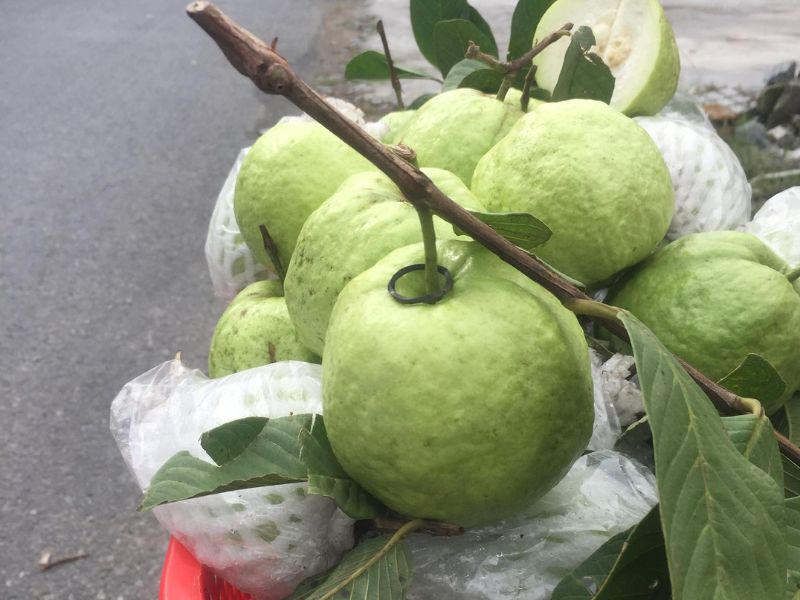 goc-tim-hieu-mua-oi-thang-may