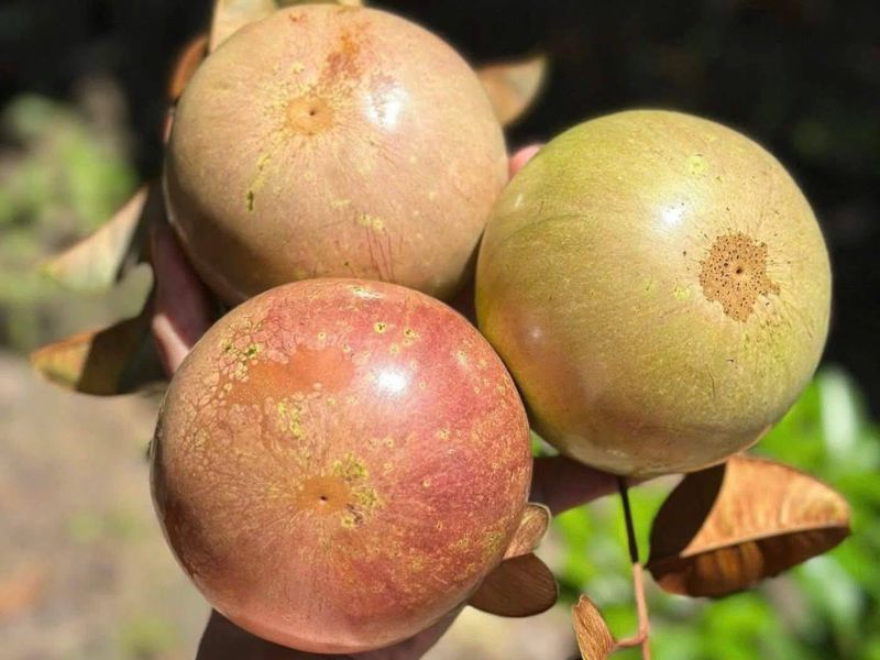 phan-biet-cac-loai-vu-sua-ngon-nhat-hien-nay