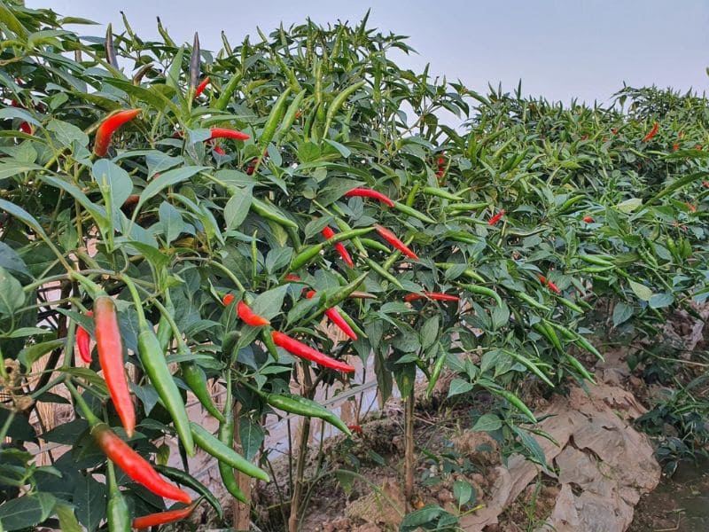 thac-mac-ot-chi-thien-va-ot-hiem-giong-nhau-khong