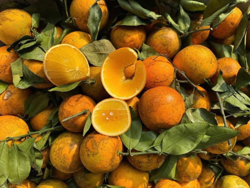 tim-hieu-cam-cao-phong-va-cam-vinh-loai-nao-ngon