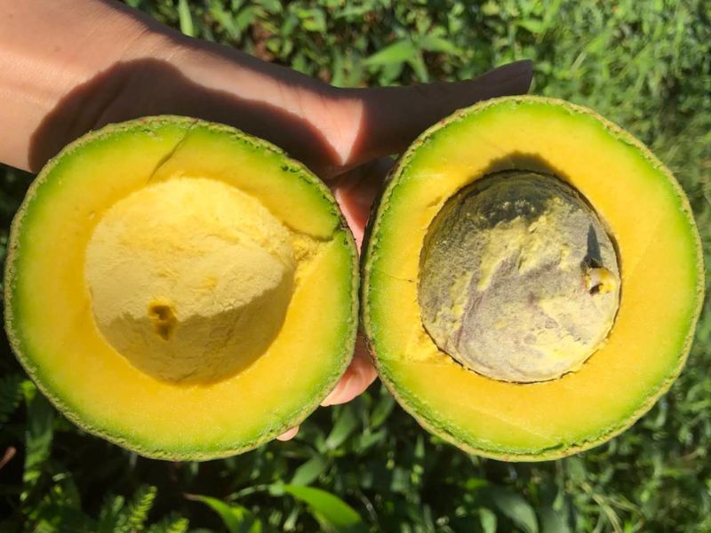 tim-hieu-mua-bo-vao-thang-may