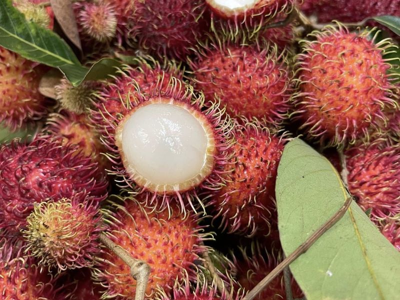 tim-hieu-mua-chom-chom-thang-may