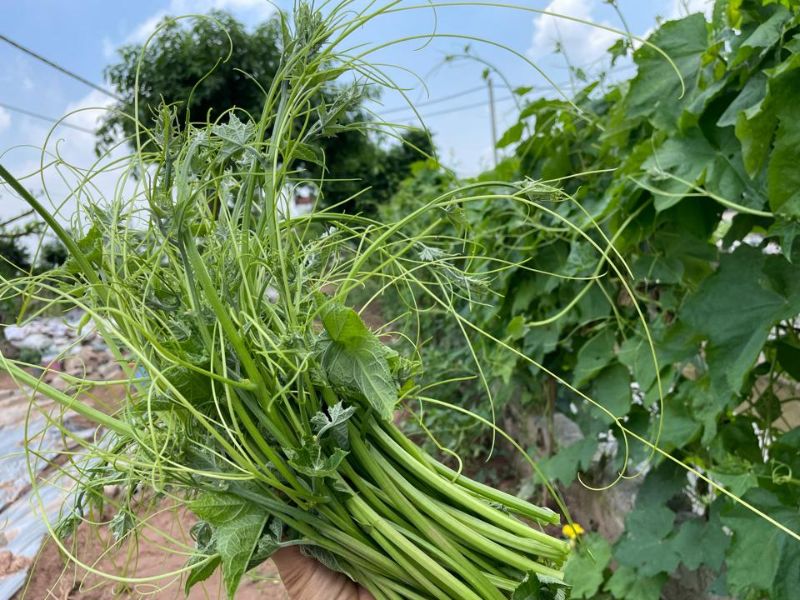 goc-tim-hieu-ngon-muop-co-an-duoc-khong