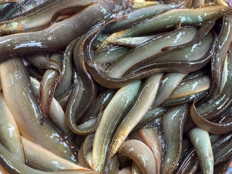 tim-hieu-muop-huong-ky-voi-gi