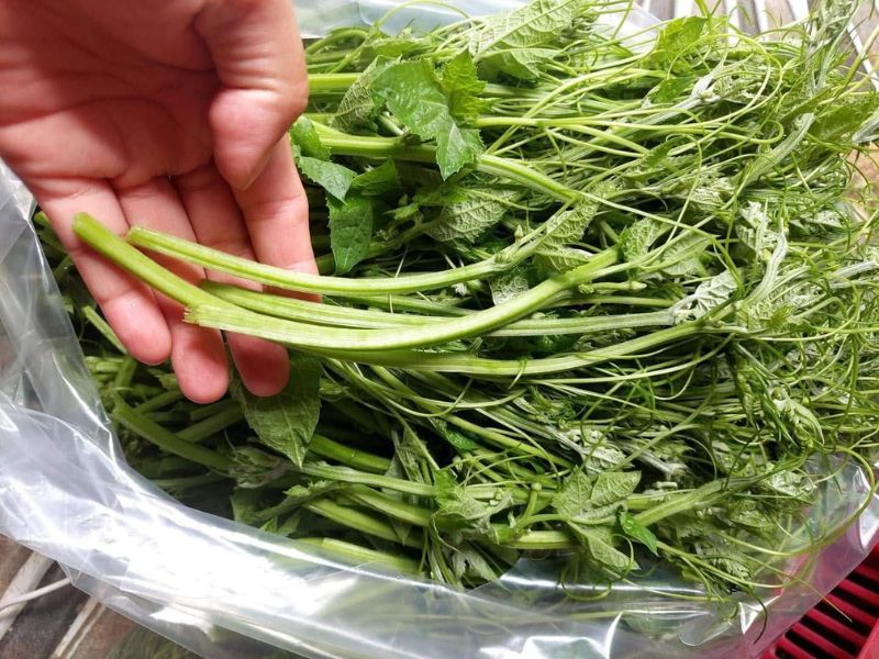 tim-hieu-ngon-muop-co-an-duoc-khong