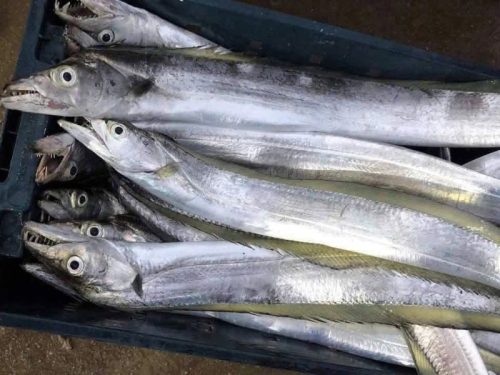 Cá hố là cá gì? Đặc điểm, giá bán và cách chọn cá tươi ngon