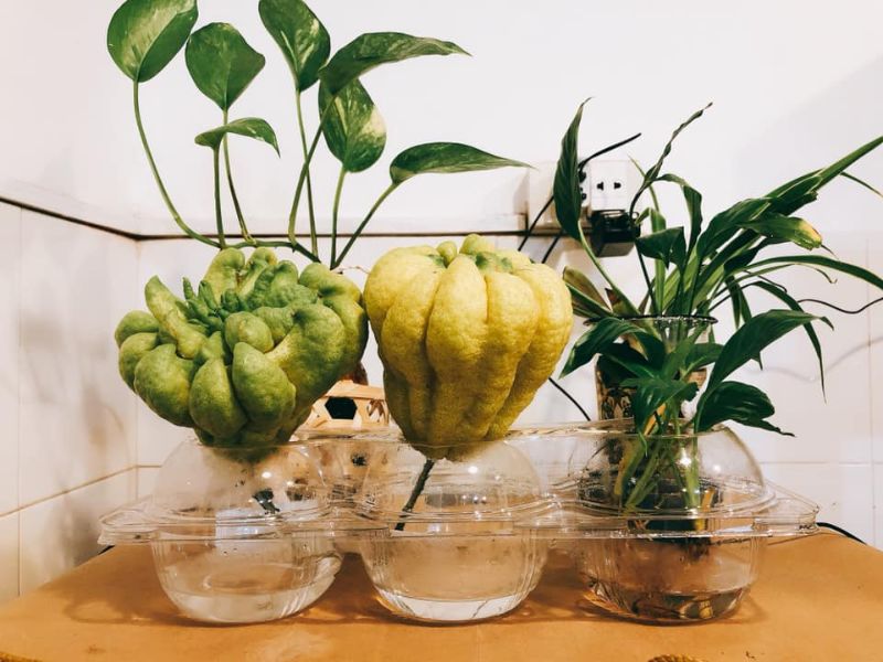 goc-bat-mi-qua-phat-thu-la-gi