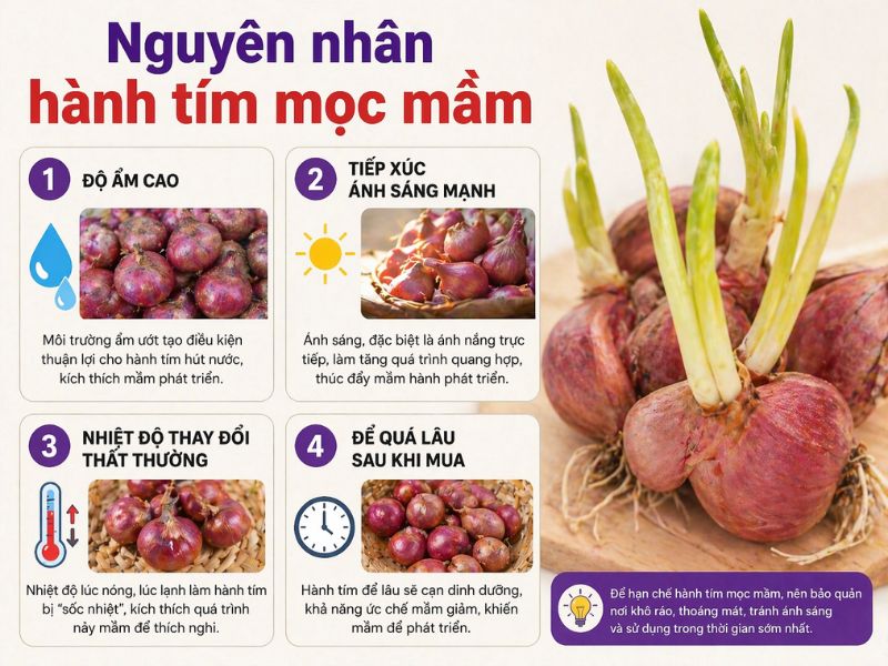 goc-thac-mac-hanh-tim-moc-mam-co-an-duoc-khong