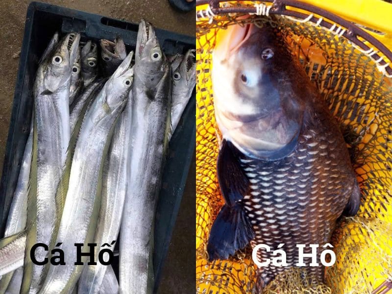 goc-tim-hieu-ca-ho-la-ca-gi